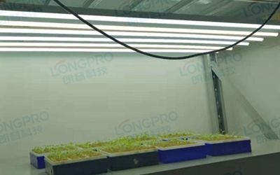 UV紫外線照射實(shí)驗(yàn)：植物如何應(yīng)對自然環(huán)境中的紫外線威脅？